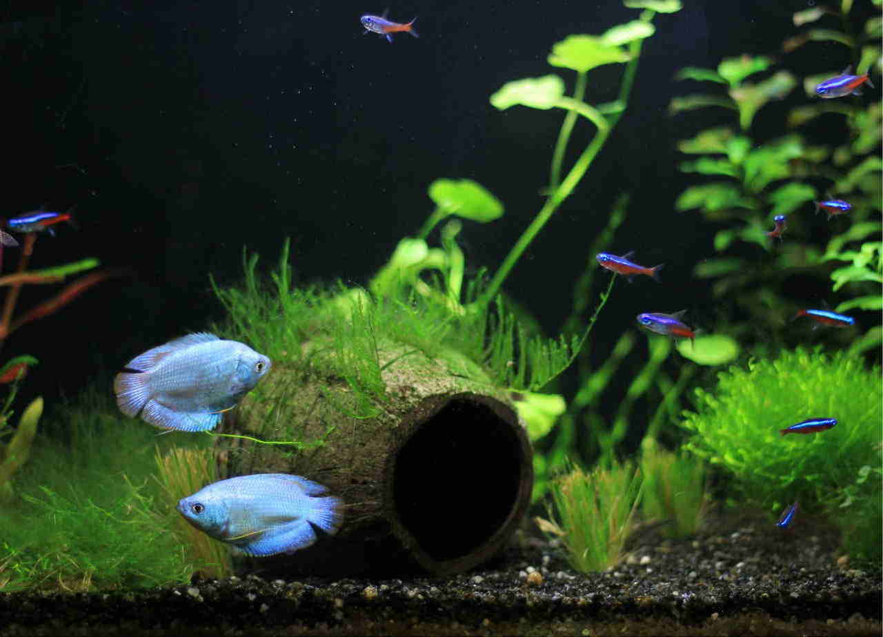 Powder blue hotsell gourami care