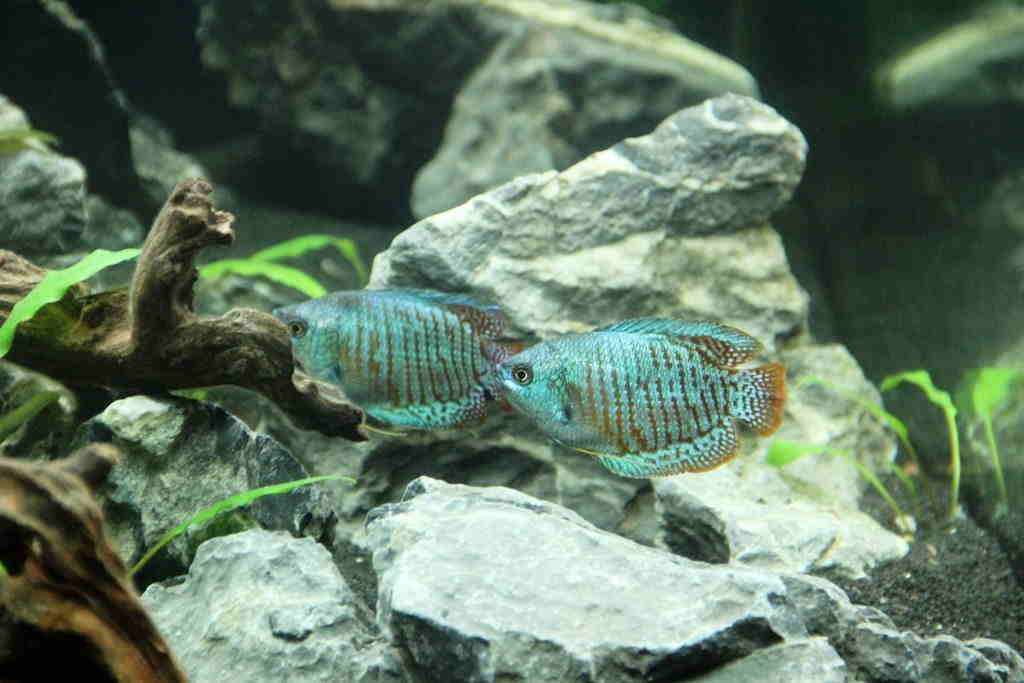 Powder Blue Dwarf Gourami (MALES)