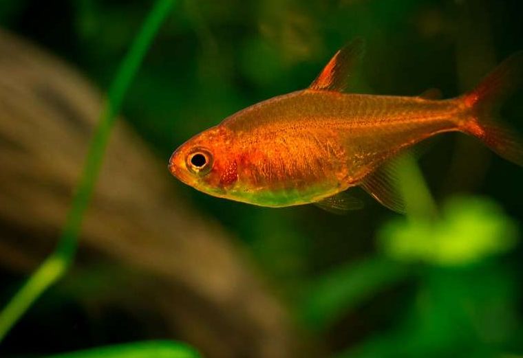 Ember Tetra Care Guide: Tank Size, Tank Mates, Lifespan, Diet