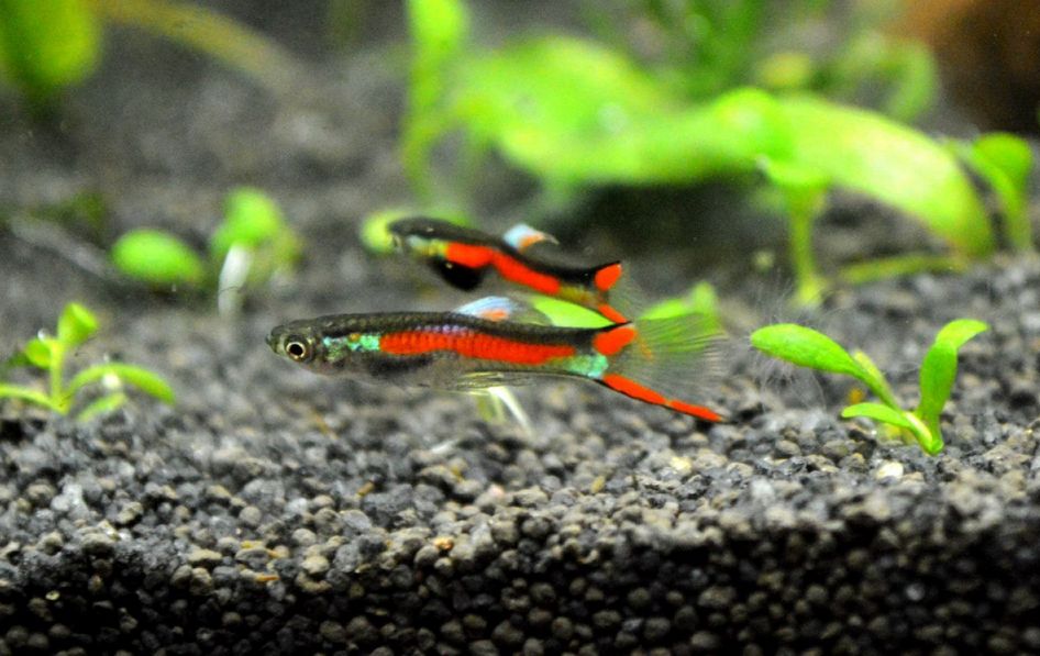 Endlers livebearers outlet care