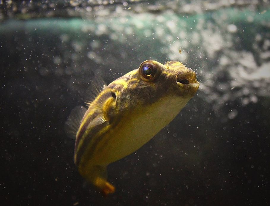 Fahaka puffer shop fish care