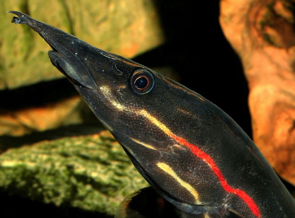 Fire Eel Care A Comprehensive Guide for Fishkeepers