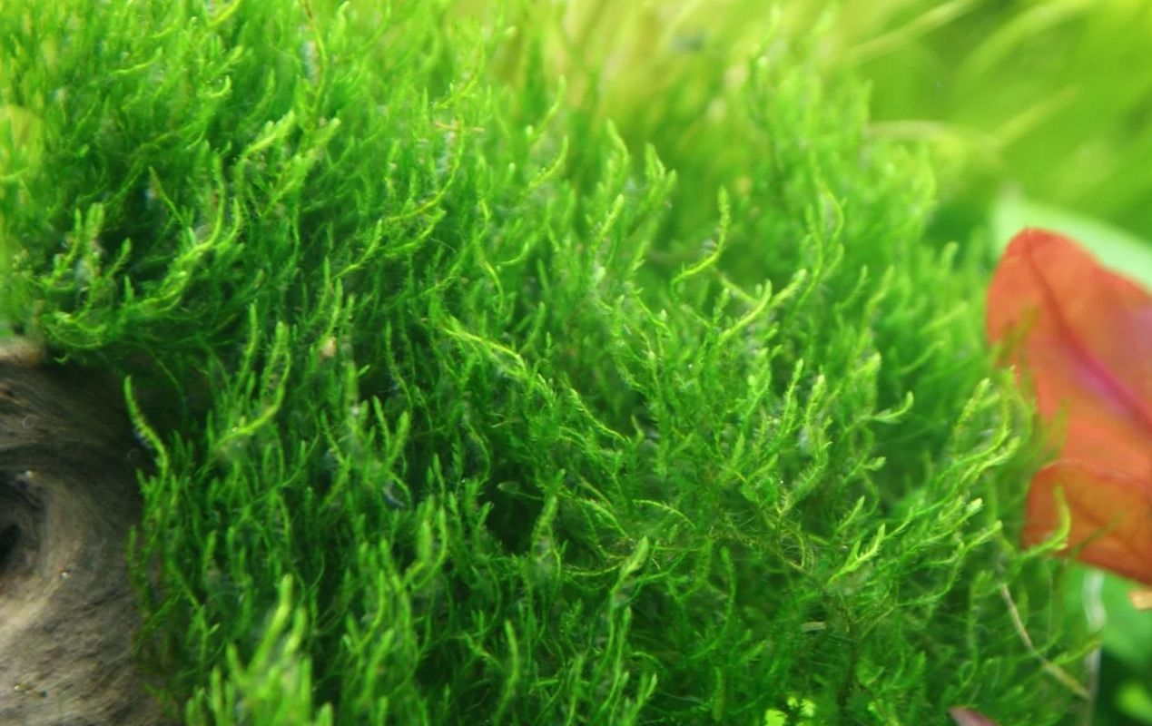 Flame moss  Types of moss, Planted aquarium, Moss