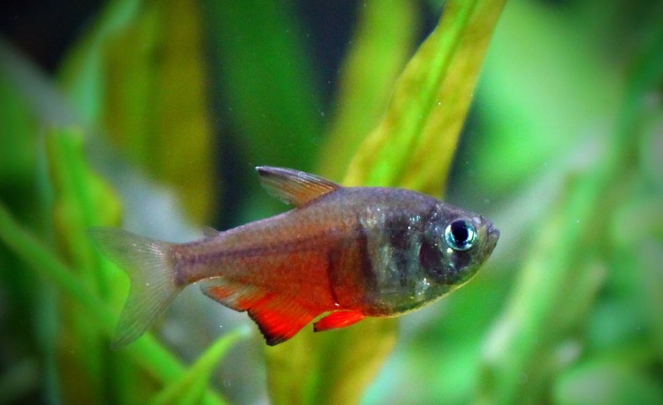 flame tail tetra