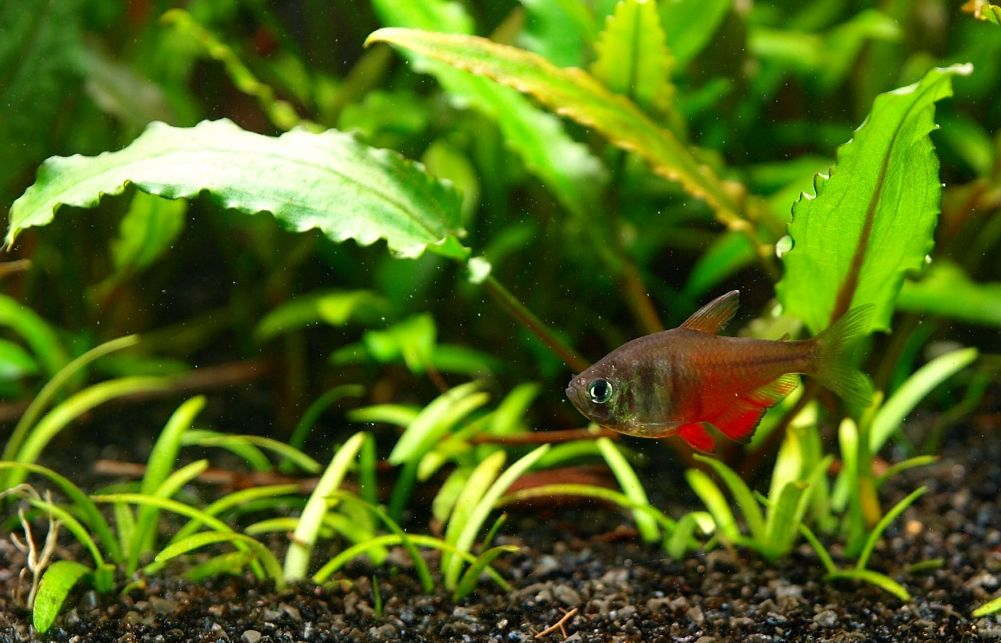 Flame tetra clearance care