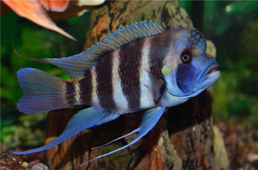 Frontosa cichlid: A Complete Guide to Care and Keeping