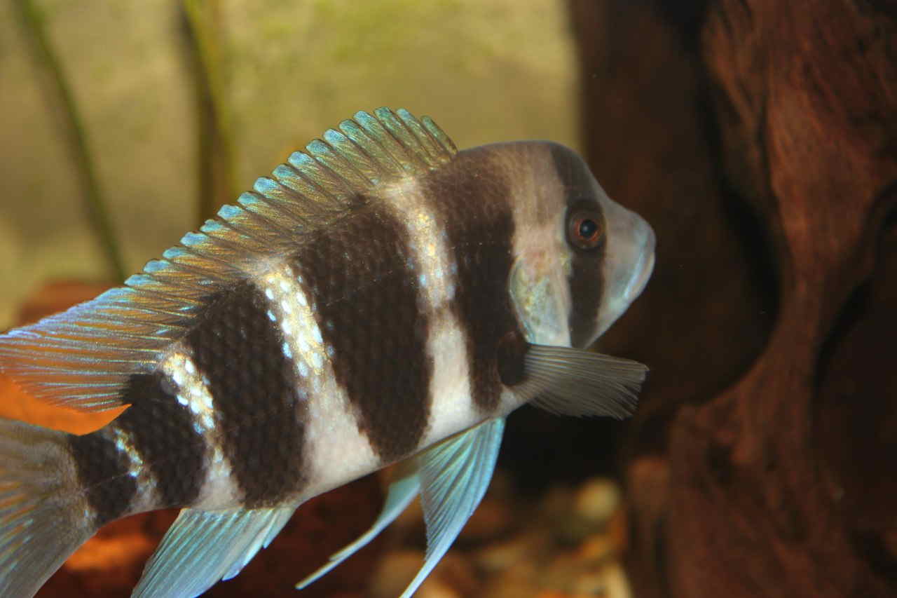 Frontosa cichlid: A Complete Guide to Care and Keeping