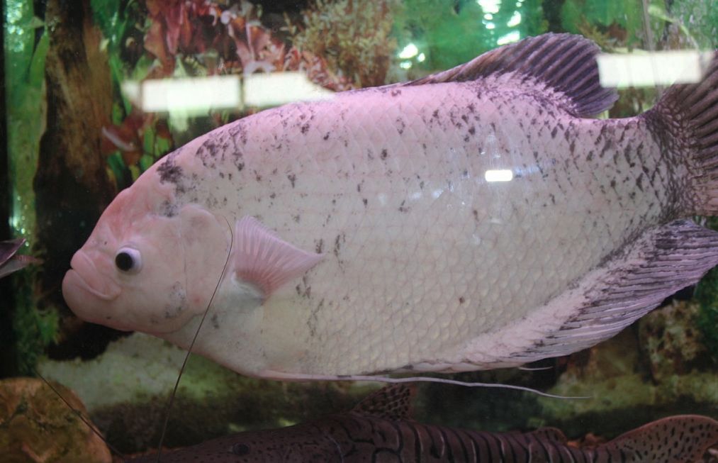 giant blue gourami