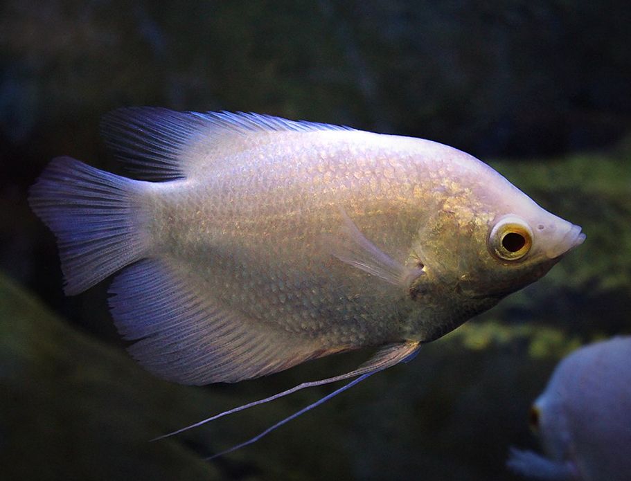 Giant Gourami Care Essentials Size Feeding and Tank Setup