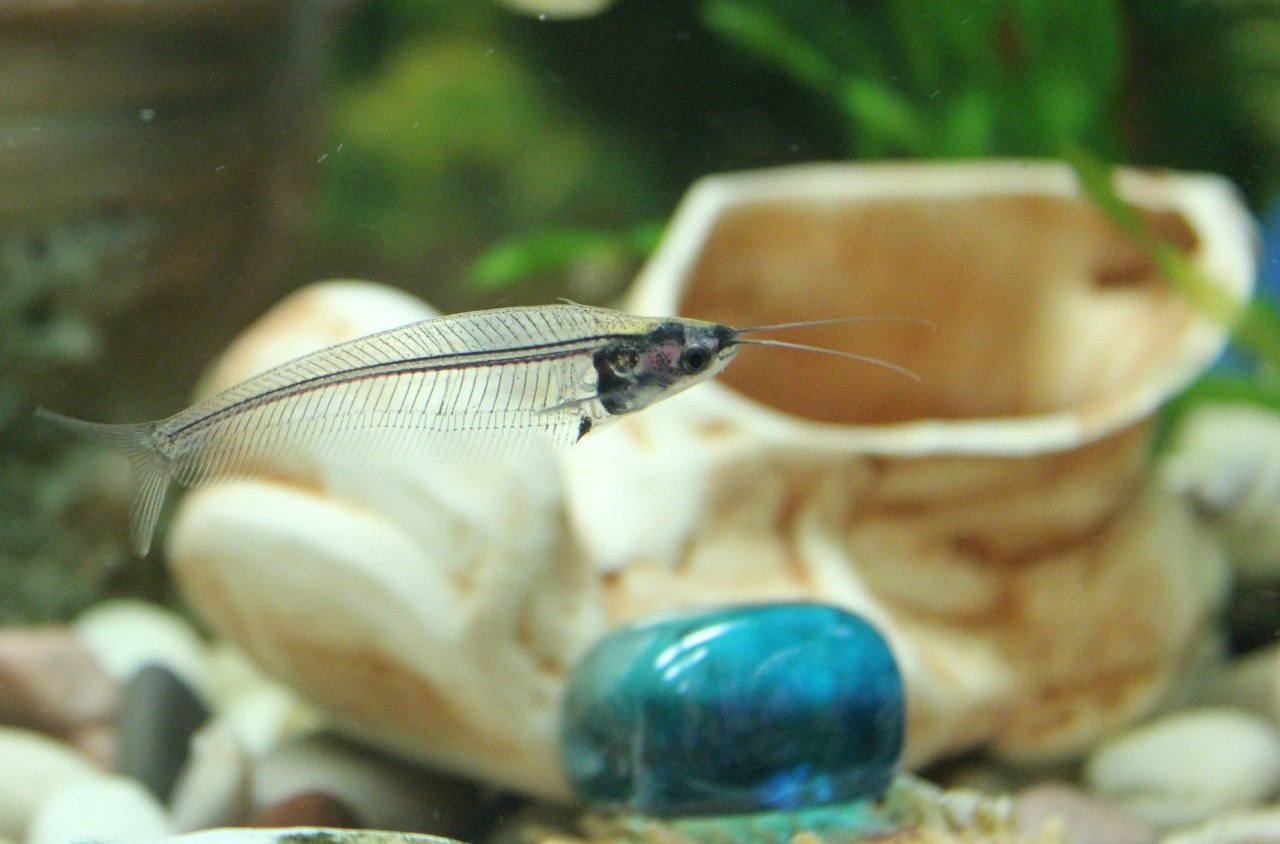 Glass Catfish Care Guide Tank Size Tank Mates Lifespan Diet