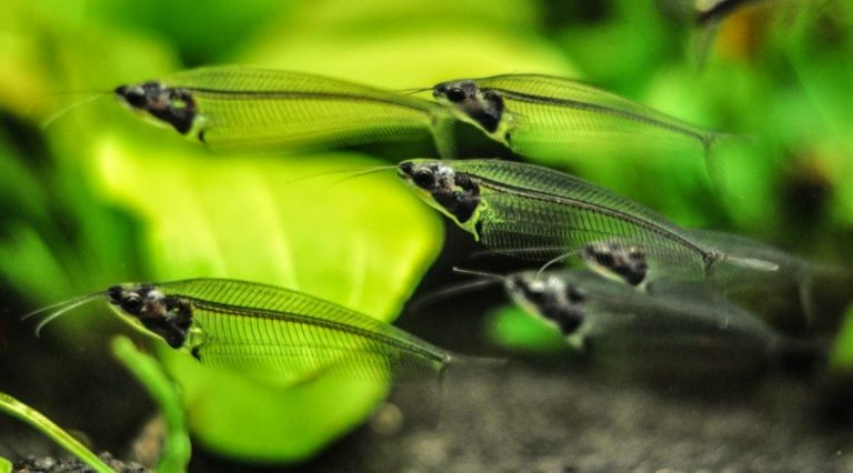 Glass Catfish: The Stunning Transparency Explained