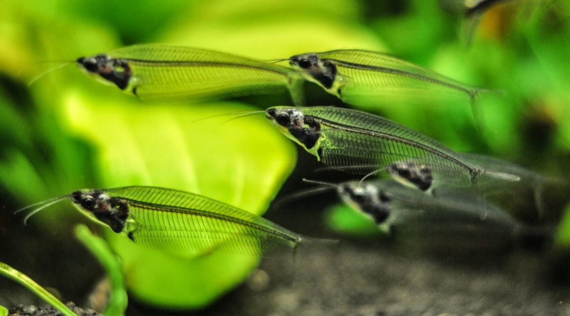 Ghost glass catfish lifespan