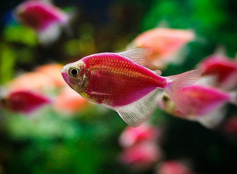 GloFishes: Types, Size, Care, Tank Mates | MeeThePet