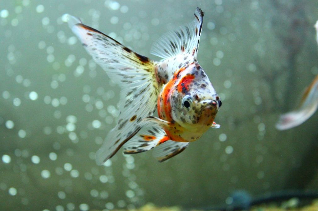 Choosing the Best Goldfish Breed: A Complete Guide