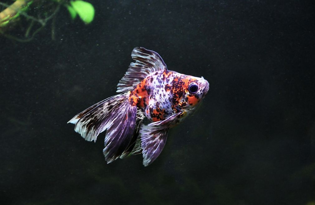 Choosing the Best Goldfish Breed: A Complete Guide