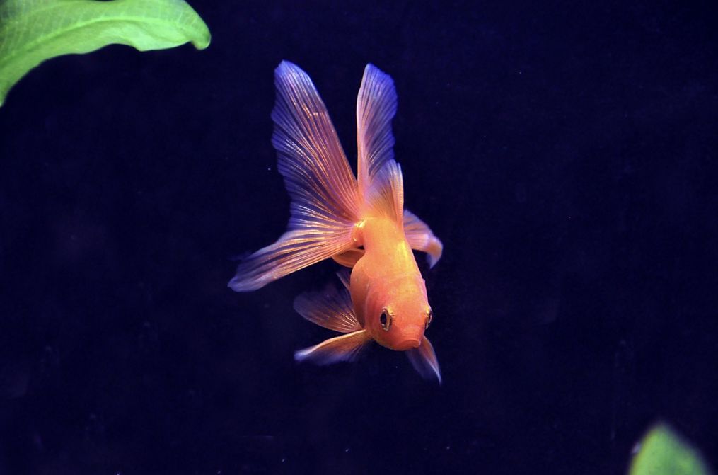 Choosing the Best Goldfish Breed: A Complete Guide