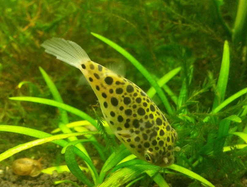 Spotted puffer fish clearance care