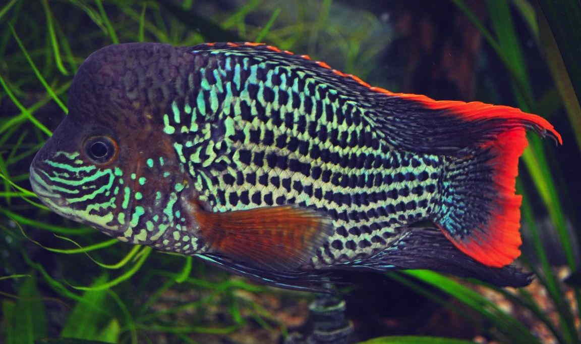 green terror fish tank