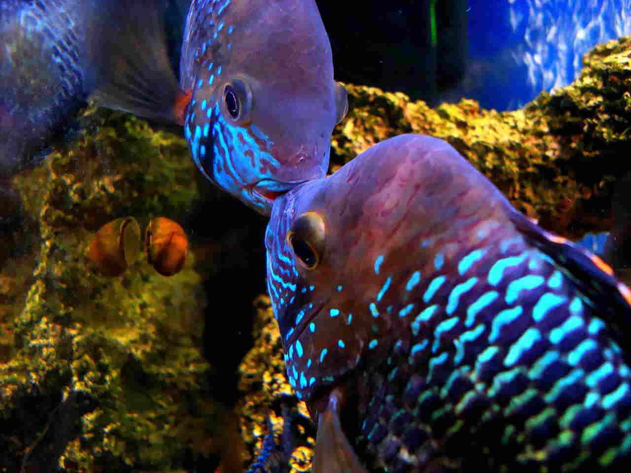 green terror fish tank mates