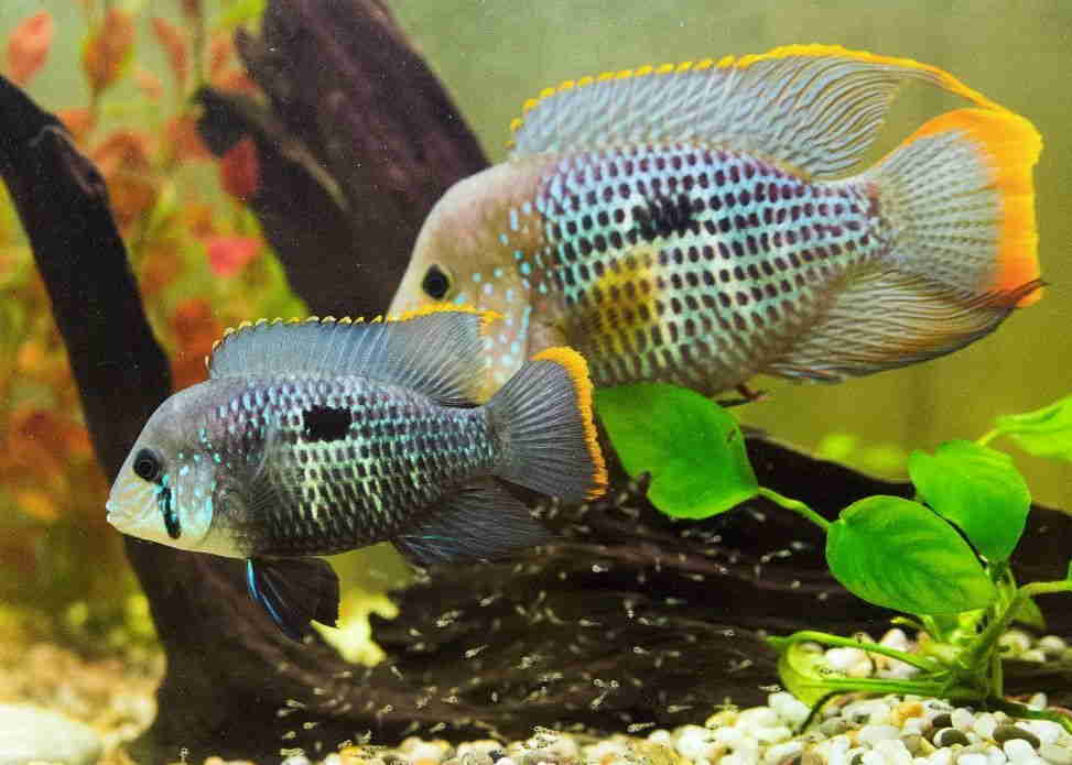 How Aggressive Are Green Terror Cichlids at Michael Nicholson blog