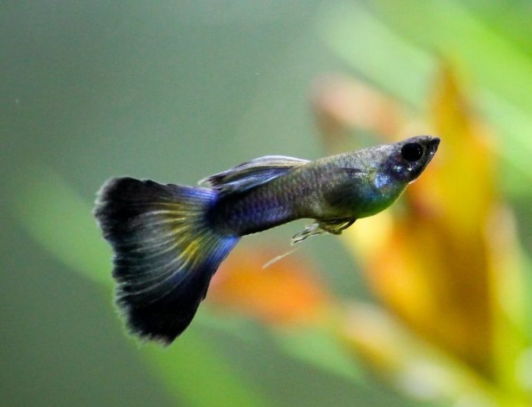 Guppy Fish: 7 Tips for a Healthy and Happy Home