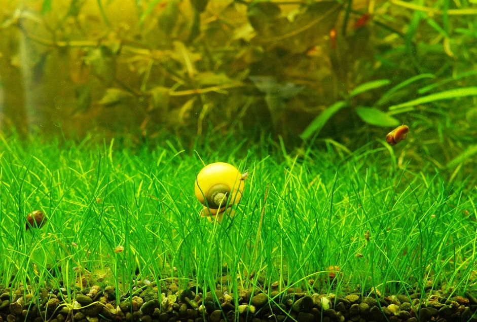 Growing Dwarf Hairgrass  Eleocharis Parvula Care & Info