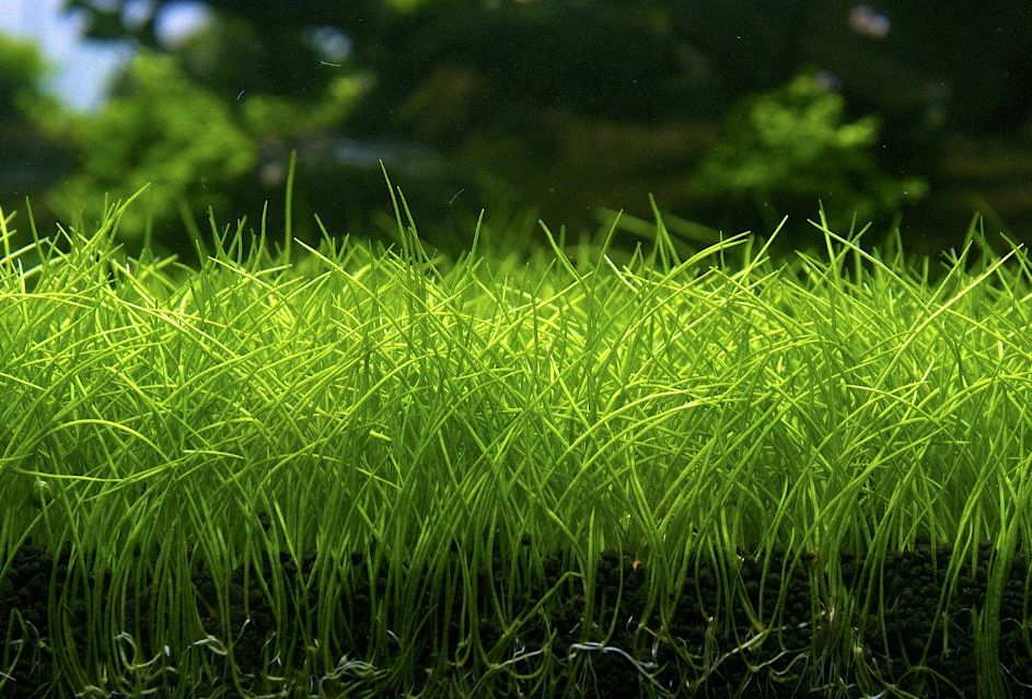 dwarf hairgrass