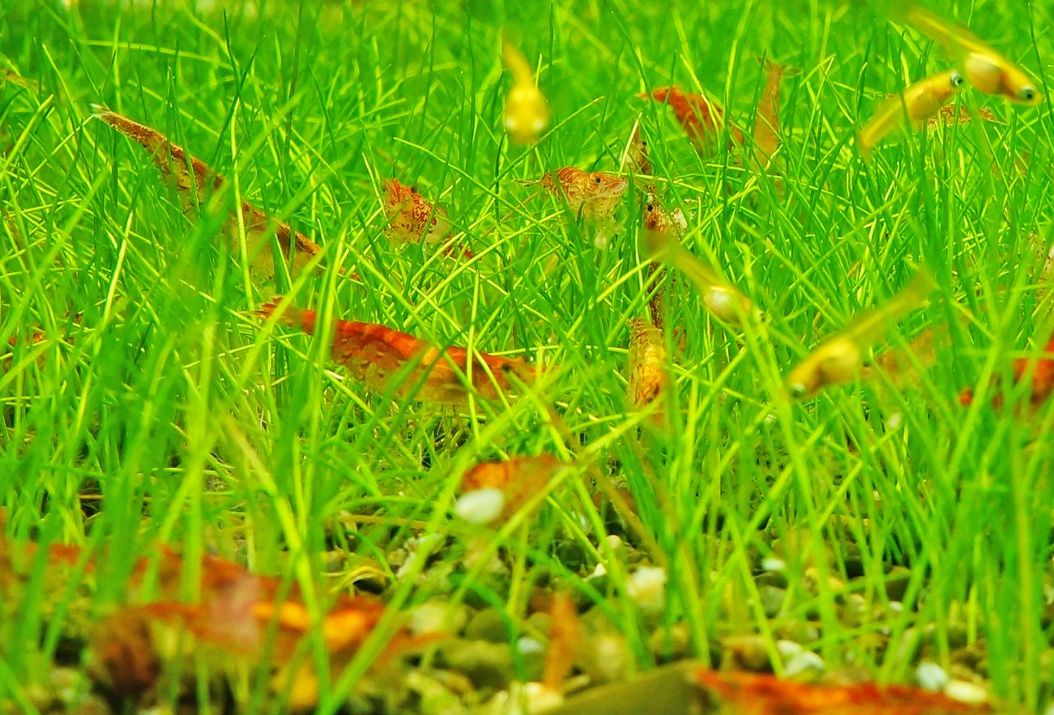 dwarf hairgrass