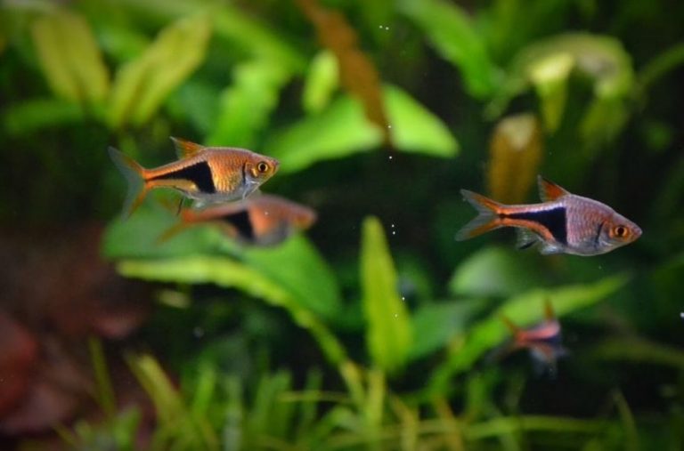 Harlequin Rasbora: Why They’re Perfect for Community Tanks