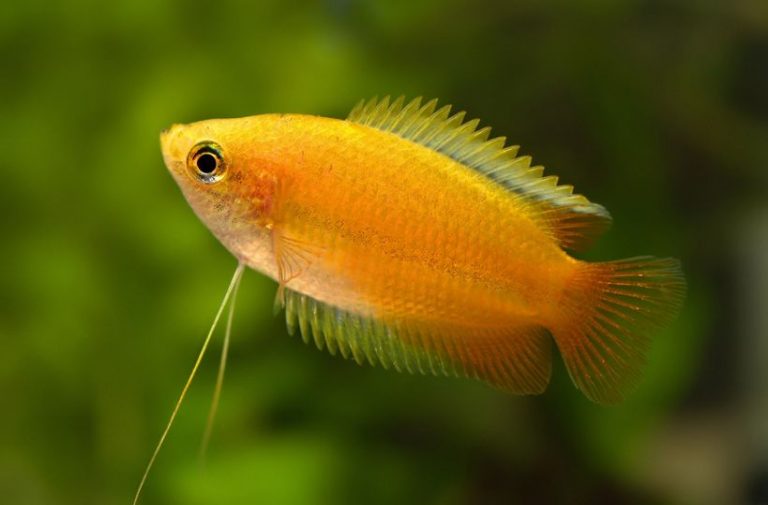 Honey Gourami Care Guide: Lifespan, Tank Mates, Size, Breeding