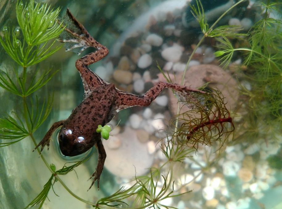 African dwarf frog with cheap shrimp