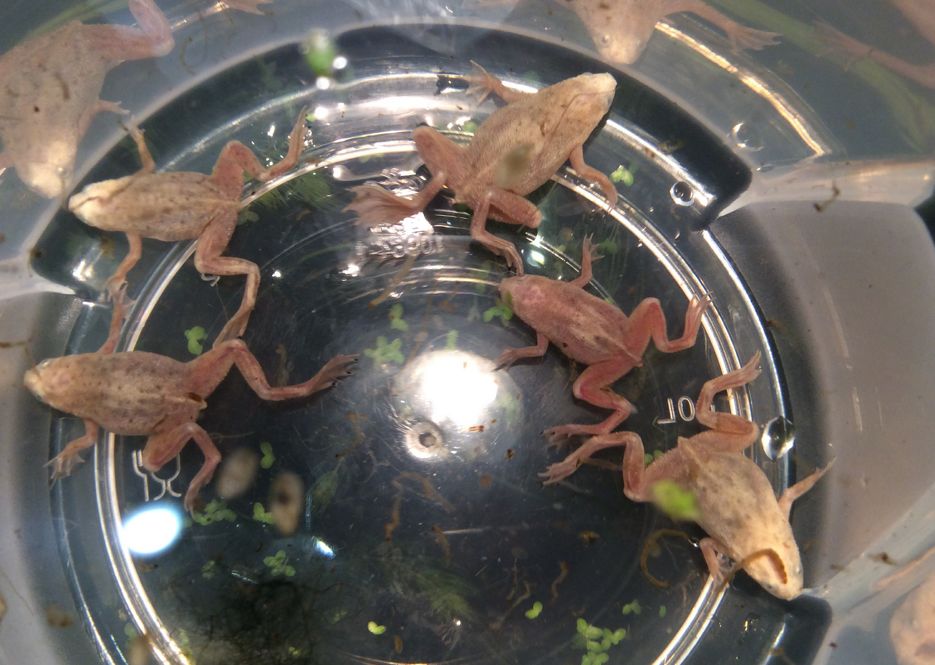 African Dwarf Frog Care Guide | atelier-yuwa.ciao.jp