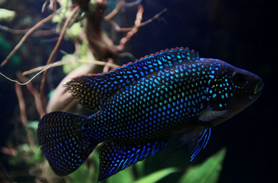 Electric blue jack dempsey hot sale care