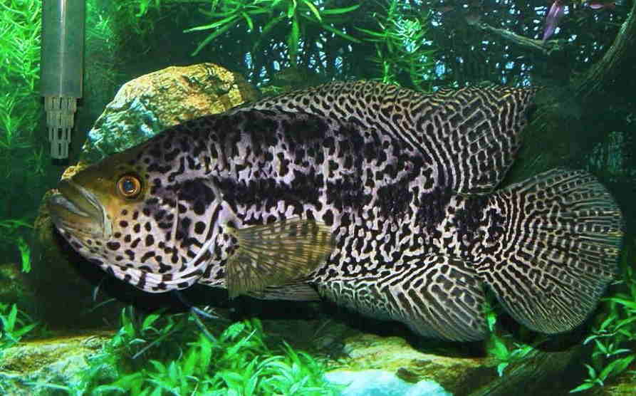 jaguar cichlid teeth