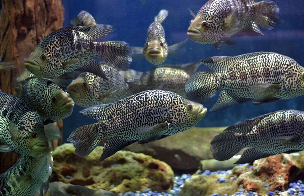 jaguar cichlid teeth