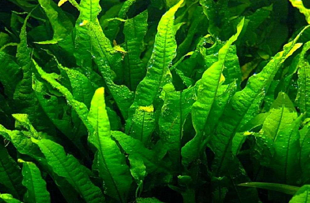 Java Fern: Care, Propagation, Light, CO2 | MeeThePet