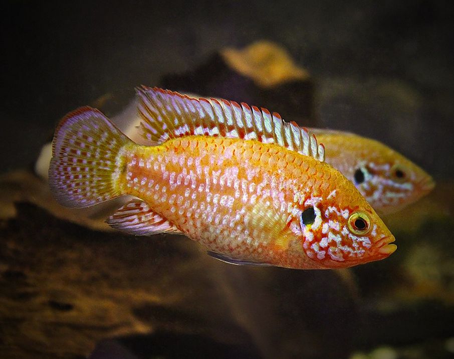 neon jewel cichlid