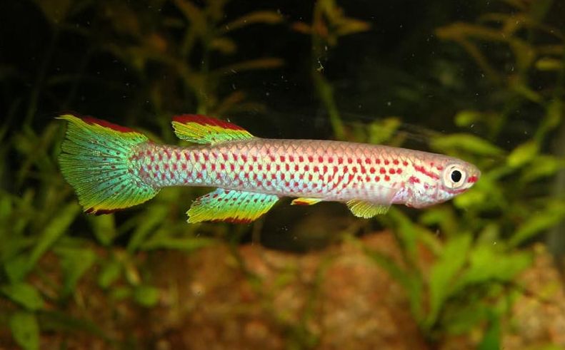 Killifish: Types, Care, Lifespan, Tank Mates | MeeThePet