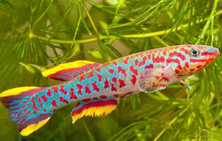 Discover the Fascinating World of Killifish: Types and Care Tips