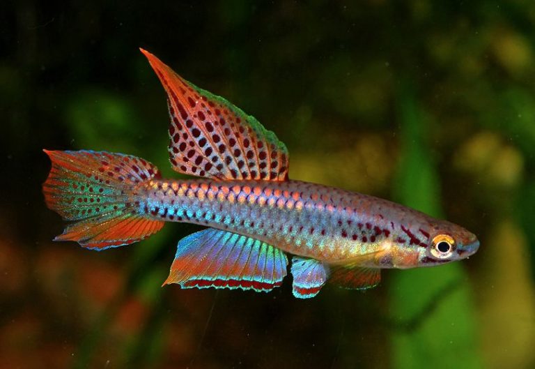 Discover the Fascinating World of Killifish: Types and Care Tips