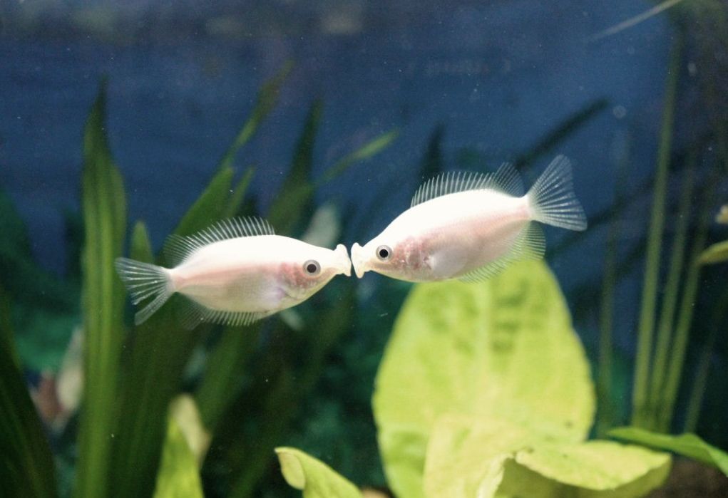 kissing fish aquarium