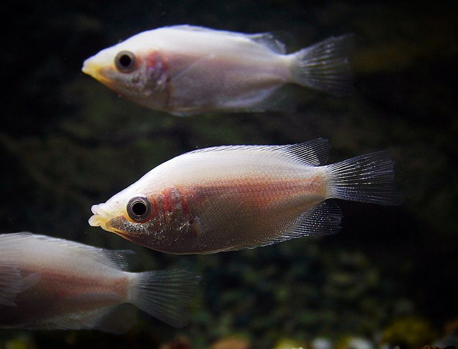 kissing gourami male and female