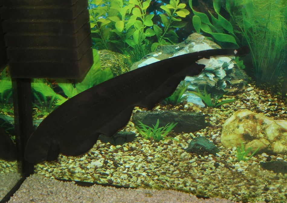 8+ Knife Ghost Fish