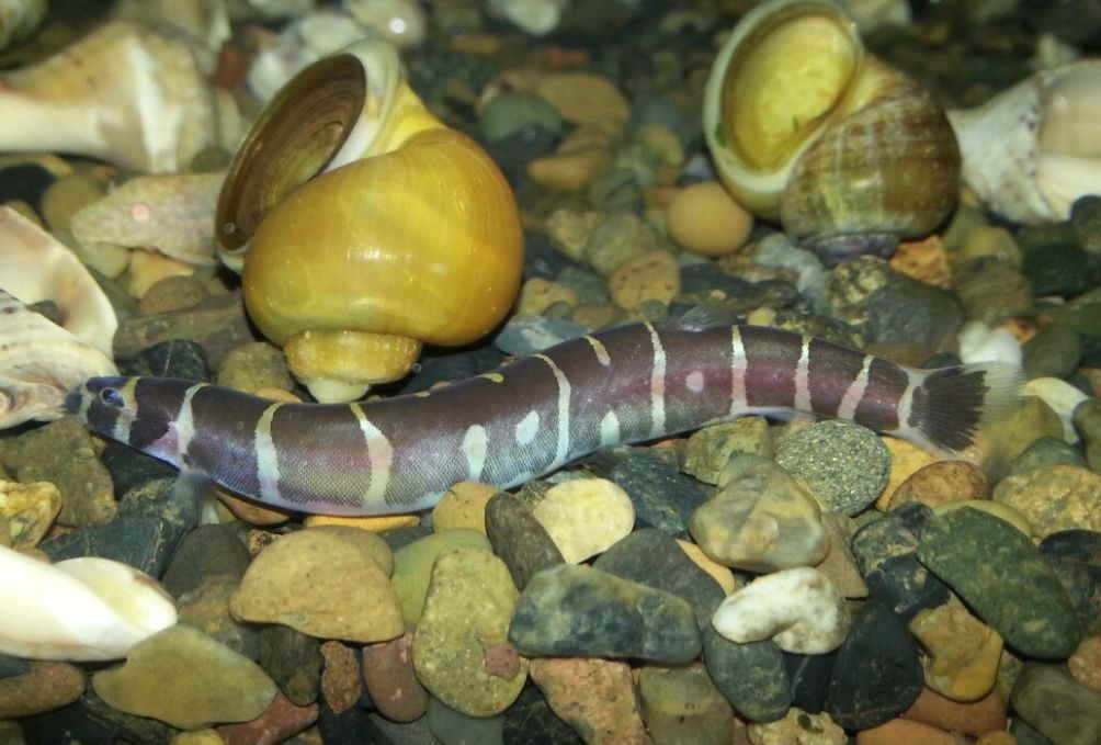 Kuhli Loach - Acantophthalmus (pangio) kuhli