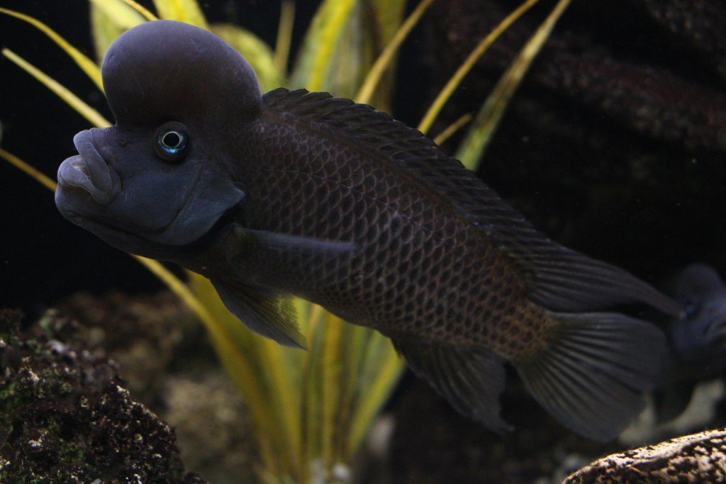 buffalo cichlid