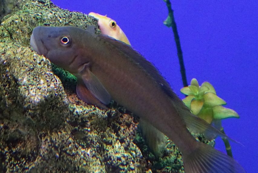 buffalo cichlid