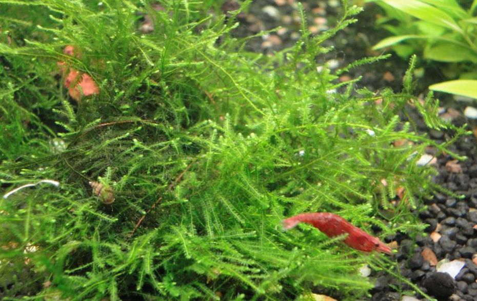 Best Types Of Aquarium Moss For Aquascaping Plus Care Guide