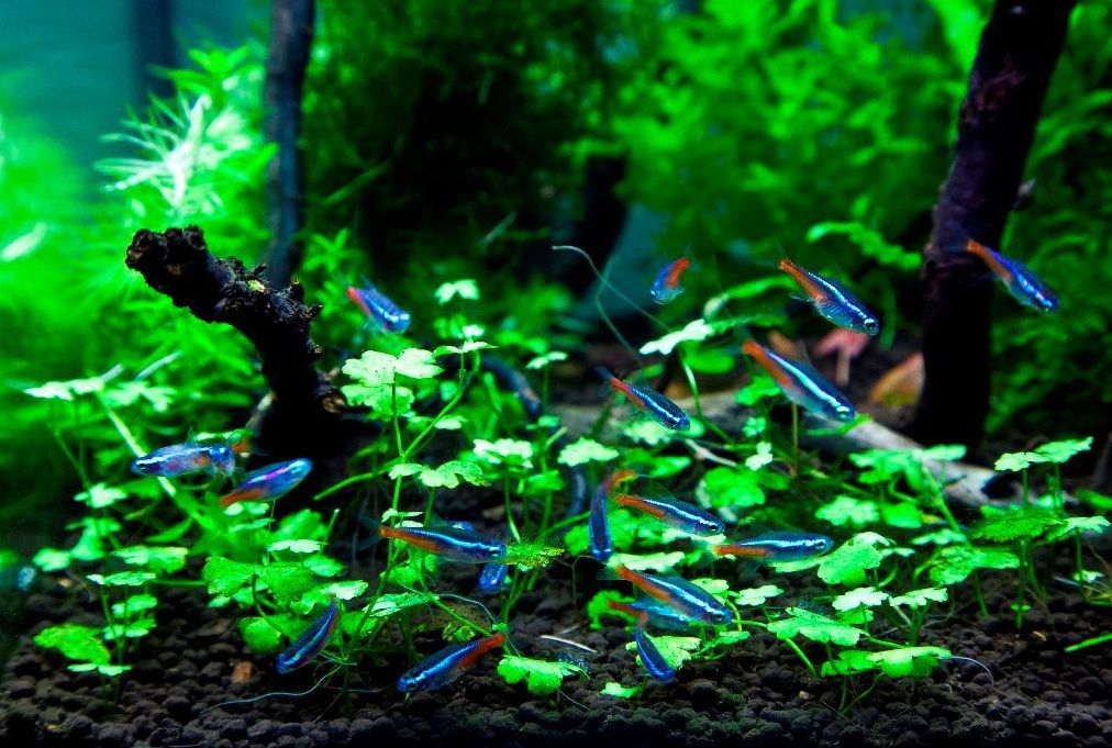 neon tetra fish tank