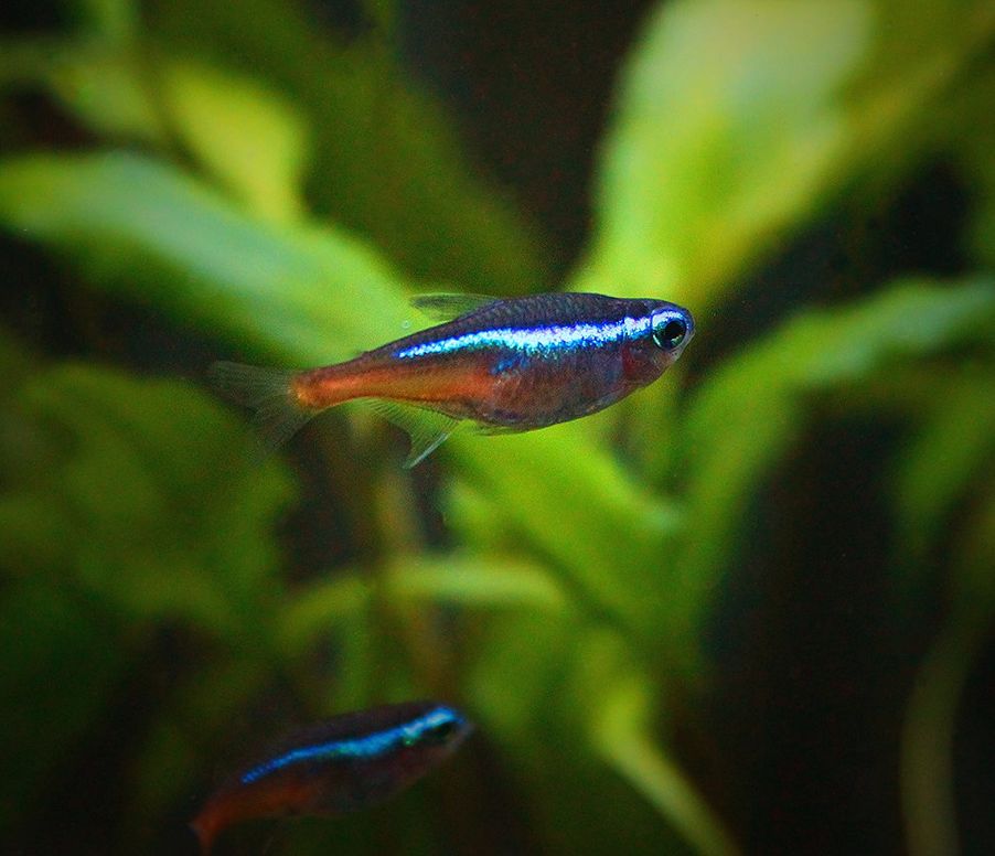 All About Neon Tetra: Care, Size and Tank Requirements