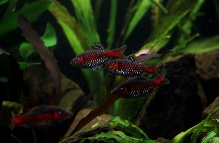 Discover the Colorful Odessa Barb: Care and Keeping Tips